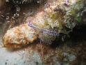 periclimenes pedersoni 4